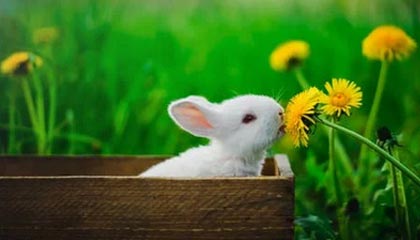 开云体育官方网址-333体育｜电竞-官方网站，开启全新电竞体验